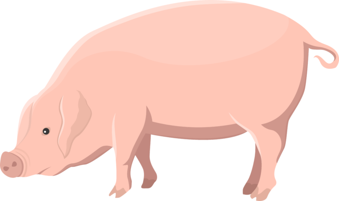 pig 1