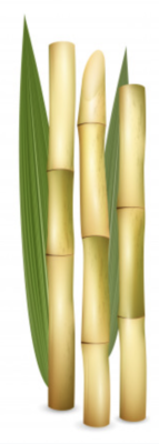 sugar cane