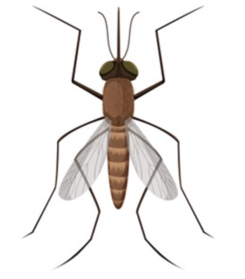 Pronunciation: Diphthong (Compound vowels) with Examples 52 mosquito
