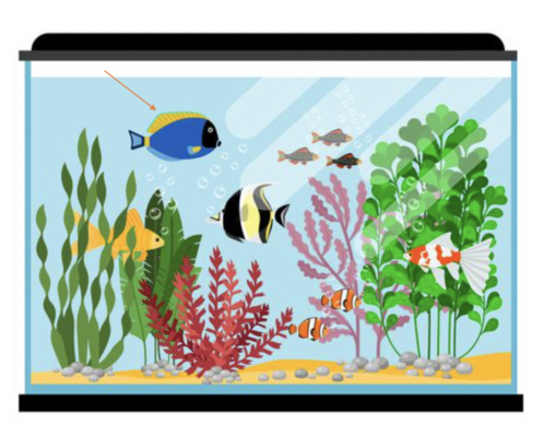 blue fish 2