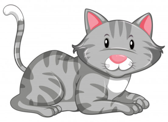 grey cat