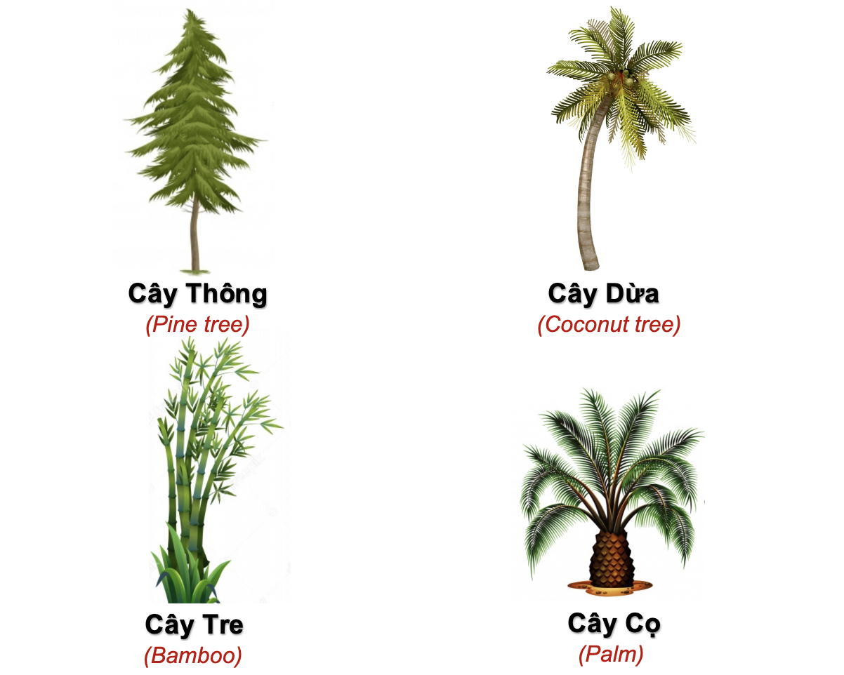 Danh từ Cụ thể (Concrete noun)- Danh từ chỉ Thiên nhiên (Nature) 50 kldSXVK